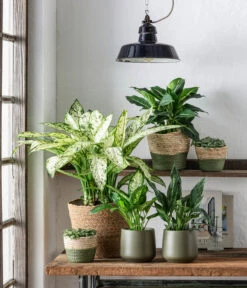 Dehner Seegras-Korb Phil, Rund -Dehner 6735229 WE MO 001 KorbPhilGruen TO1 Dieffenbachia Spathiphyllum Fittonia