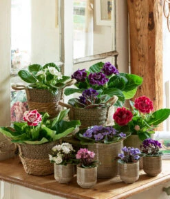 Dehner Seegras-Korb Lilja, Konisch -Dehner 6739577 WE MO 001 TopfIssa