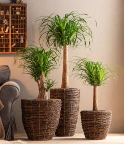 Dehner Holz-Korb Akira, Rund, Braun -Dehner 6788533 6788400 6788442 6788426 WE MO 001 TopfAkiraBraun 1