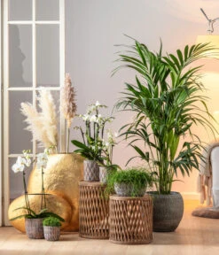 Midi Schmetterlingsorchidee - Phalaenopsis Cultivars, Weiß -Dehner 6835235 6835243 6835284 6835268 6835276 WE MO 001 TopfRipleyBroze