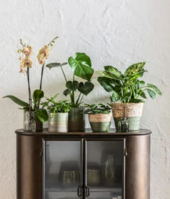 Dieffenbachie - Dieffenbachia Seguine Compacta -Dehner 6842892 6735286 6842892 6842900 WE MO 001 KorbPhilGruen