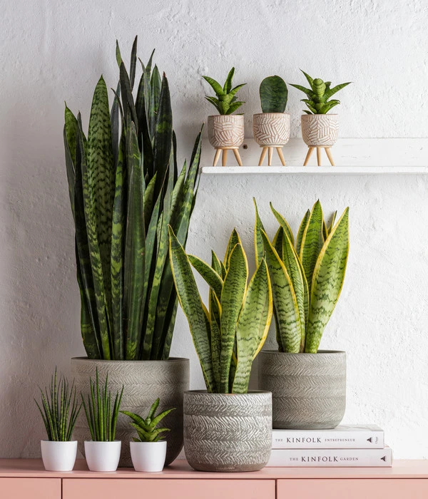 Dehner Beton-Übertopf Gaby, Rund, Ca. Ø7,5 Cm 5 Dehner Beton-Übertopf Gaby, Rund, Ca. Ø7,5 Cm – Bild 3