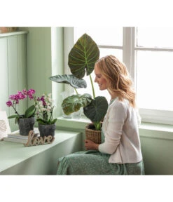 Dehner Keramik-Übertopf Nature Earth, Konisch, Grau, Ca. Ø14 Cm -Dehner 6895577 WE MO 004 OrchideentopfNatureEarth