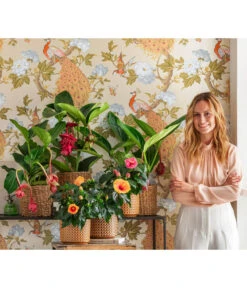 Medinille - Medinilla Magnifica 'Flamenco' 8 Medinille - Medinilla Magnifica 'Flamenco' -Dehner 6895627 WE MO 001 TopfThies MedinillaMagnicifa Hibiskus