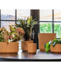 Dehner Keramik-Jardiniere Thies, Oval, Gelb, Ca. B26/H25/T12 Cm -Dehner 6895635 6895627 6895643 WE MO 001 TopfThiesSenfgelb