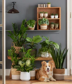 Dehner Jute-Korb Selin, Rund, Schwarz -Dehner 6904304 6904809 WE MO 001 KorbPhilHarmony