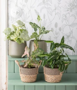 Dehner Seegras-Korb Lilja, Konisch -Dehner 6924559 WE MO 001 Syngonium 1