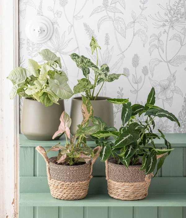 Purpurtute - Syngonium Podophyllum 'Mottled' 4 Purpurtute - Syngonium Podophyllum 'Mottled' – Bild 2