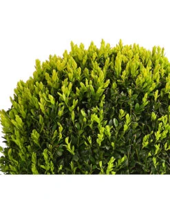 Buchs, Kugel -Dehner 7082241 PR DE 001 BuxKugelDehnerExpressHerzig