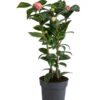 Japanische Kamelie, Verschiedene Sorten 1 Japanische Kamelie, Verschiedene Sorten -Dehner 7088115 WE FS 001 CamelliaJaponicaNucciosCameoKamelieT15