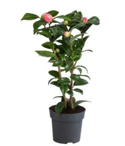 Japanische Kamelie, Verschiedene Sorten