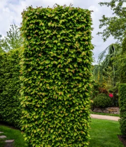 13 Meter Hainbuche, 40 X Ca. 175-200 Cm -Dehner 7089188 WE MO Luckner Hecke CarpinusBetulusHainbuche