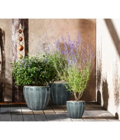 Bartblume 'Blue Knight' -Dehner 7090863 7302631 WE MO 001 Blauraute Bartblume