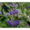 Bartblume 'Blue Knight' -Dehner 7090863 WE DE 001 CaryopterisClandonensisBartblume2847 CaryopterisGrandBleu D2
