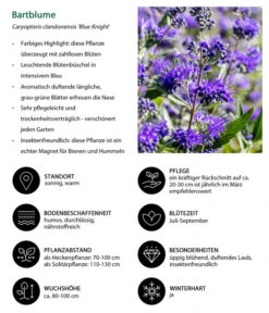 Bartblume 'Blue Knight' -Dehner 7090863 WE IG 002 Bartblume