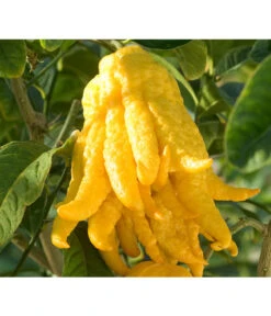 Zitronat-Zitrone 'Buddhas Hand' -Dehner 7118763 BildD 001 CitrusBuddhasHandCitrMedicaBuddhasHan