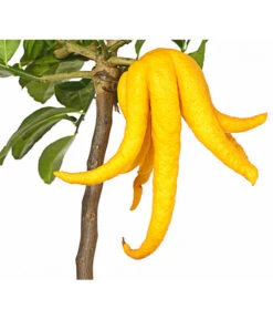 Zitronat-Zitrone 'Buddhas Hand' -Dehner 7118763 WE DE 001 CitrusBuddhasHandT20DehnerExpressHerzig