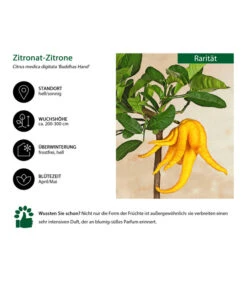 Zitronat-Zitrone 'Buddhas Hand' -Dehner 7118763 WE IG 001 ZitronatzitroneBuddahsHand