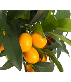 Kumquat 7 Kumquat -Dehner 7118797 WE DE 001 CitrusKumquatT18DehnerExpressHerzig