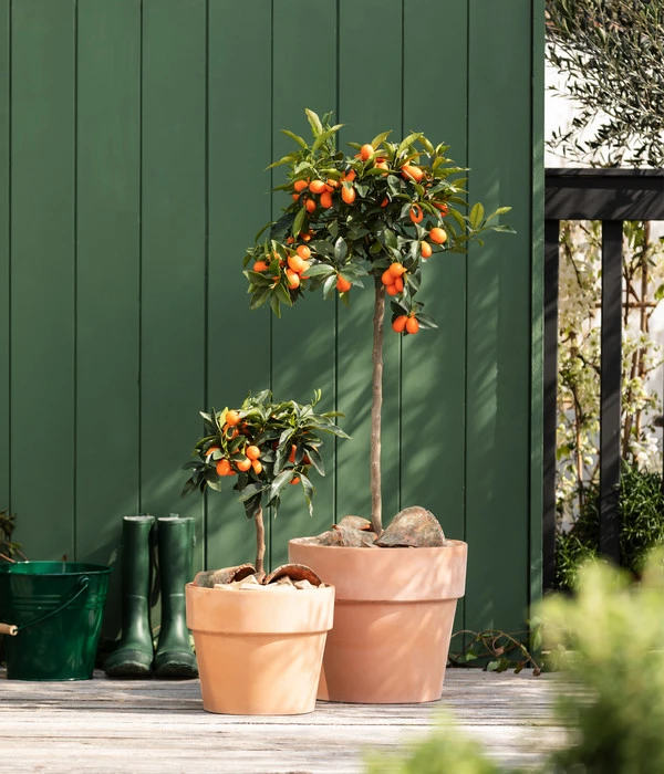 Kumquat 4 Kumquat – Bild 2