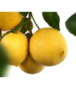 XXL Zitrone, Ca. 155-165 Cm 13 XXL Zitrone, Ca. 155-165 Cm -Dehner 7120405 WE DE 003 CitrusLimonZitroneDehnerExpressHerzig