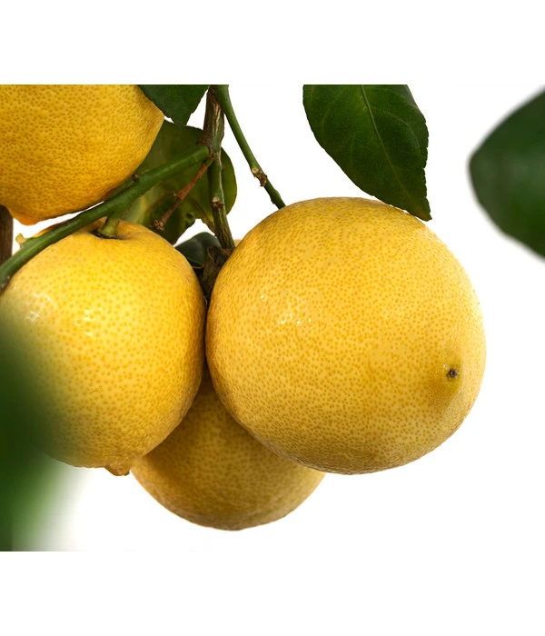 XXL Zitrone, Ca. 155-165 Cm 8 XXL Zitrone, Ca. 155-165 Cm – Bild 6