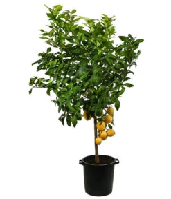 XXL Zitrone, Ca. 155-165 Cm