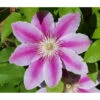 Waldrebe - Clematis 'Angela'