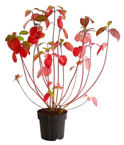 Rotholziger Hartriegel 'Sibirica' -Dehner 7130990 WE FS 001 CornusAlbaSibirica5LDehnerExpressHerzig