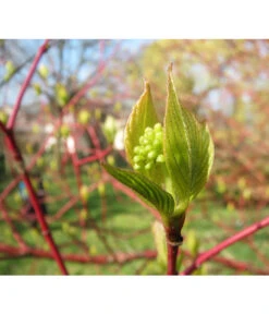 Rotholziger Hartriegel 'Sibirica' -Dehner 7131006 WE MO 002 HartriegelCornusAlbaSibiricaPixabay