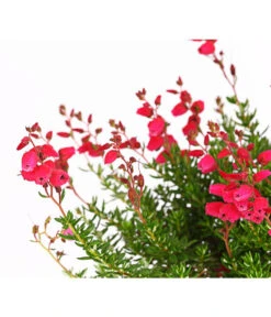 Irische Glockenheide -Dehner 7163009 WER DE 002 DaboeciaDehnerExpressHerzig