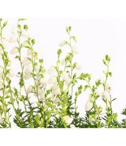 Irische Glockenheide -Dehner 7163009 WE DE 003 DaboeciaDehnerExpressHerzig