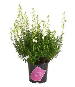 Irische Glockenheide -Dehner 7163009 WE FS 003 DaboeciaDehnerExpressHerzig