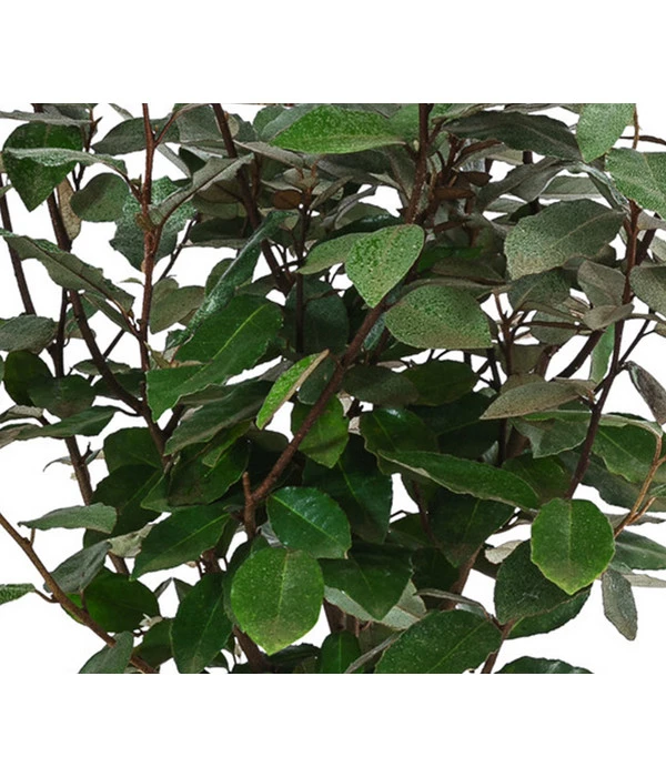 Wintergrüne Ölweide 'Compacta' 5 Wintergrüne Ölweide 'Compacta' – Bild 3