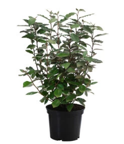 Wintergrüne Ölweide 'Compacta'