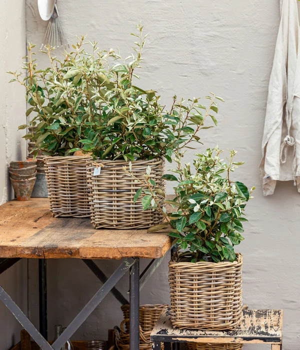 Wintergrüne Ölweide 'Compacta' 4 Wintergrüne Ölweide 'Compacta' – Bild 2