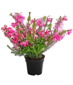 Beet- & Balkonset Heidenzauber, 6-teilig -Dehner 7172026 WE FS 001 EricaVerticitataT11Dehner