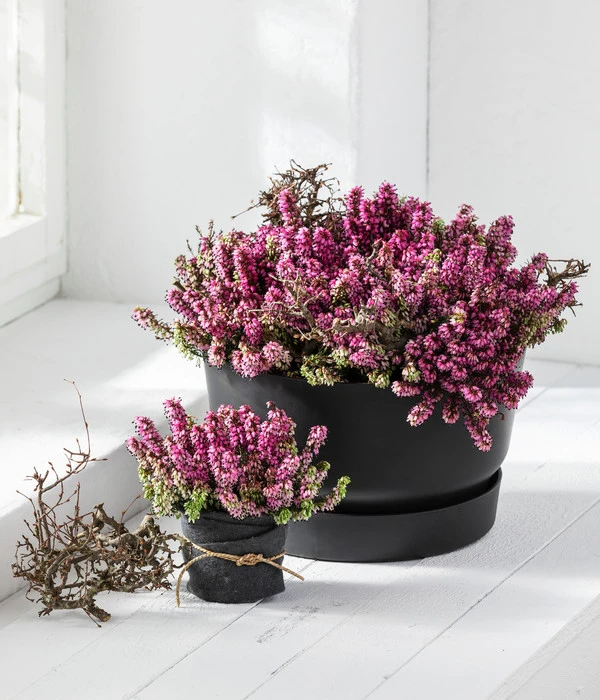 Schneeheide 4 Schneeheide – Bild 2