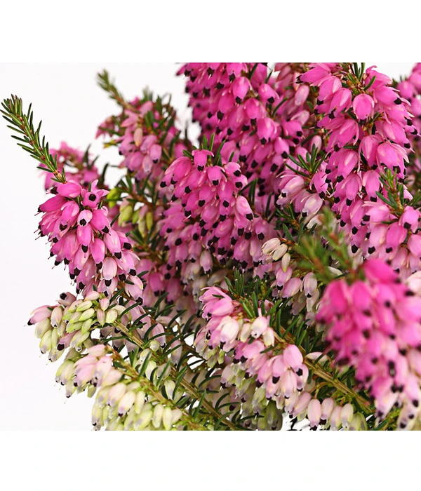 Schneeheide 6 Schneeheide – Bild 4