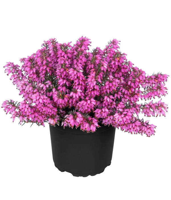 Schneeheide 3 Schneeheide