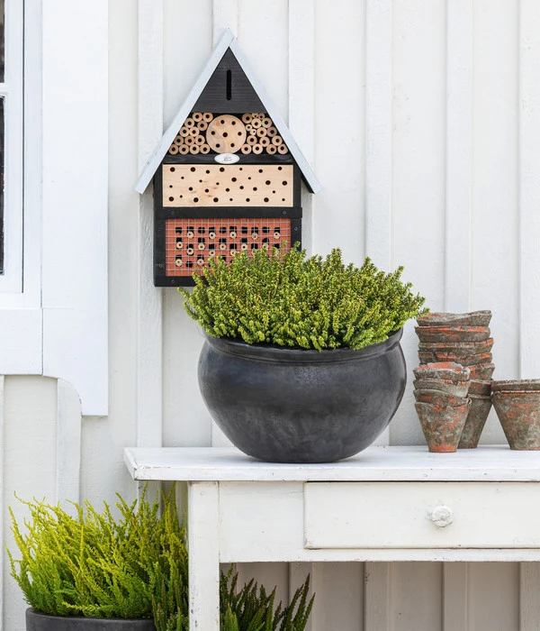 Schneeheide 5 Schneeheide – Bild 3