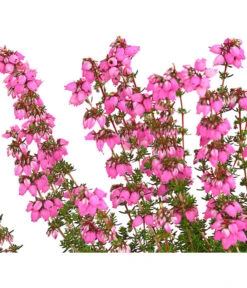 Graue Glockenheide, Verschiedene Farben -Dehner 7172521 WE DE 001 EricaCinereaGrauheideT10Herzig