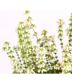 Graue Glockenheide, Verschiedene Farben -Dehner 7172521 WE DE 002 EricaCinereaGrauheideT10Herzig