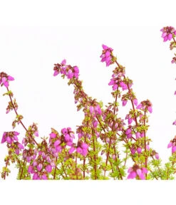 Graue Glockenheide, Verschiedene Farben -Dehner 7172521 WE DE 004 EricaCinereaGrauheideT10Herzig