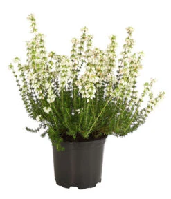 Graue Glockenheide, Verschiedene Farben -Dehner 7172521 WE FS 002 EricaCinereaGrauheideT10Herzig