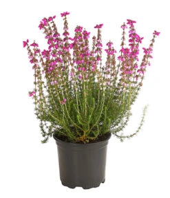 Graue Glockenheide, Verschiedene Farben -Dehner 7172521 WE FS 003 EricaCinereaGrauheideT10Herzig