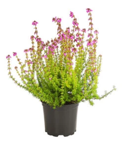 Graue Glockenheide, Verschiedene Farben -Dehner 7172521 WE FS 004 EricaCinereaGrauheideT10Herzig