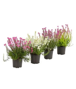 Graue Glockenheide, Verschiedene Farben