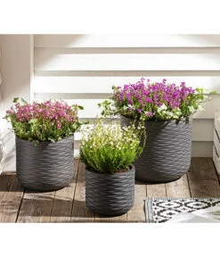 Graue Glockenheide, Verschiedene Farben -Dehner 7172521 WE MO 002 EricaCinereaGrauheide