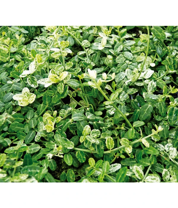 Kriech-Spindelstrauch 'Silverstone' 3 Kriech-Spindelstrauch 'Silverstone'